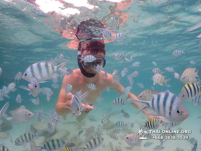 Pattaya snorkeling tour Underwater Odyssey at Samae San Archipelago in Thailand - photo 25
