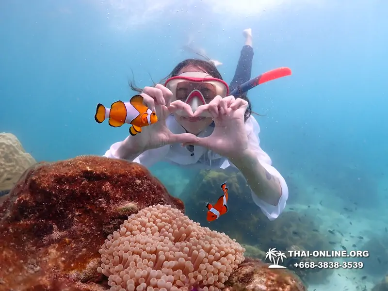Pattaya snorkeling tour Underwater Odyssey at Samae San Archipelago in Thailand - photo 31