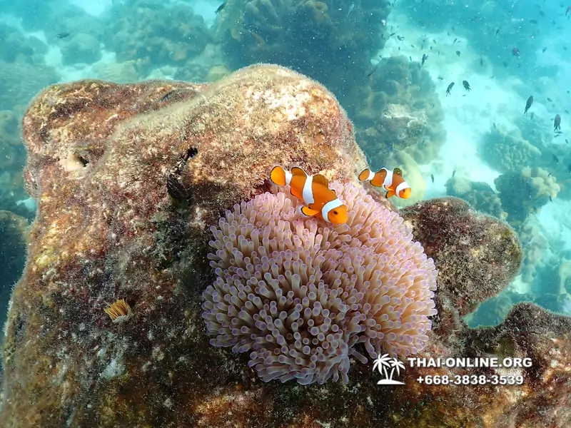 Underwater Odyssey snorkeling excursion Pattaya Thailand photo 14689