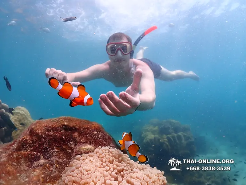 Pattaya snorkeling tour Underwater Odyssey at Samae San Archipelago in Thailand - photo 26