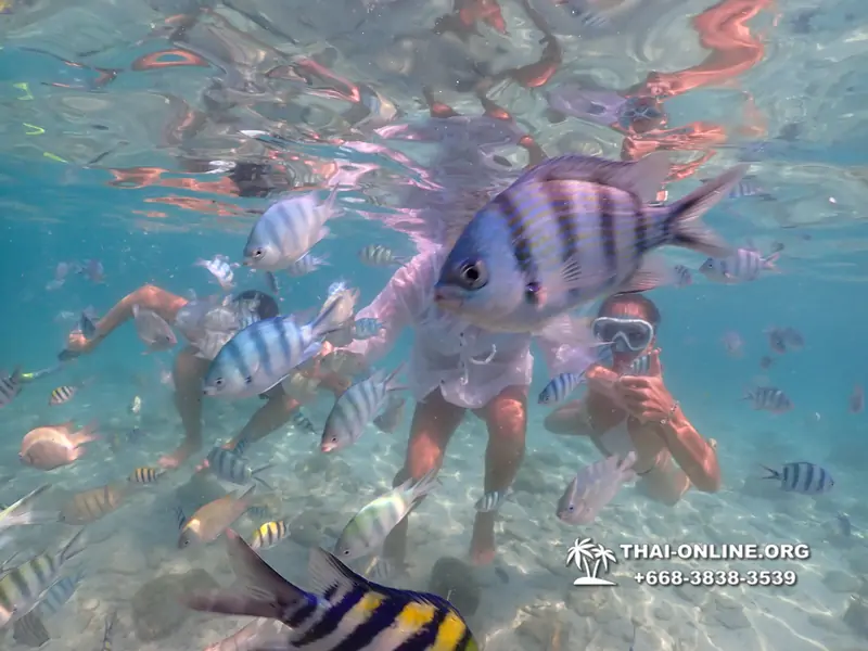 Underwater Odyssey snorkeling tour from Pattaya Thailand photo 14429