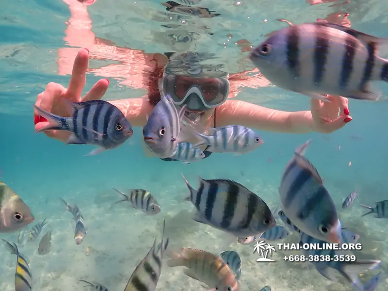 Underwater Odyssey snorkeling tour from Pattaya Thailand photo 14480