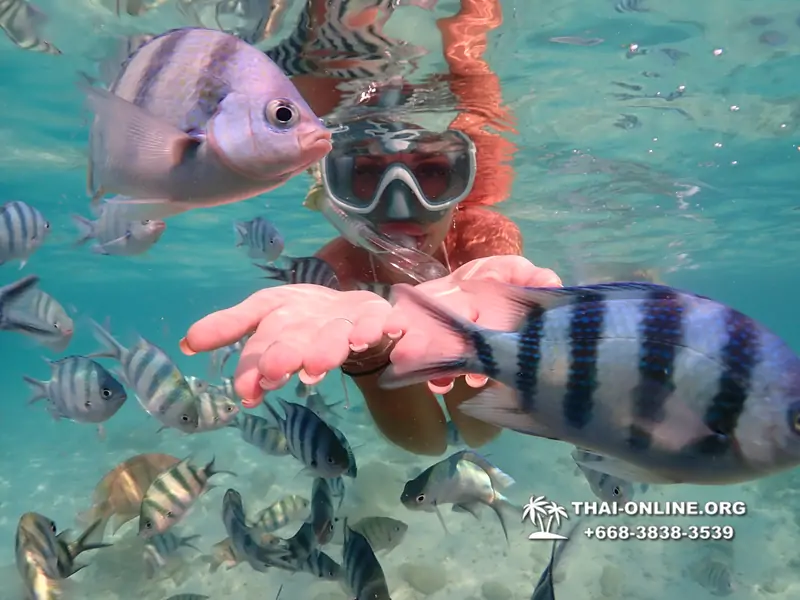 Underwater Odyssey snorkeling tour from Pattaya Thailand photo 14334