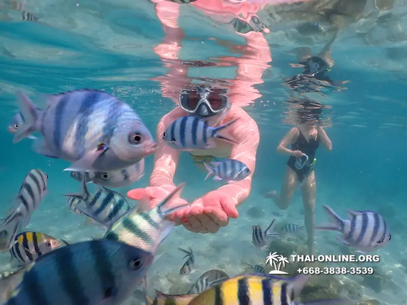 Underwater Odyssey snorkeling tour from Pattaya Thailand photo 14376