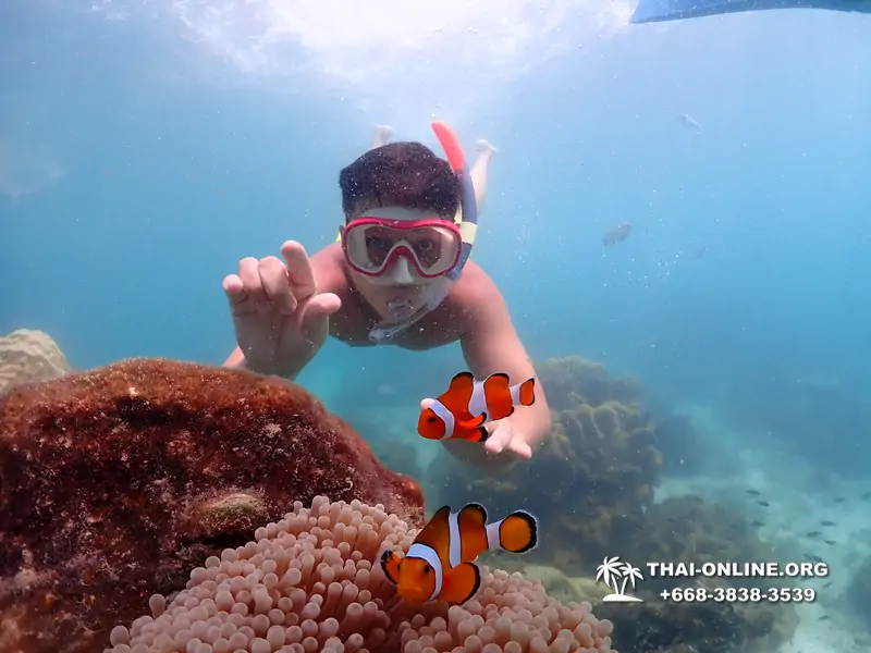 Pattaya snorkeling tour Underwater Odyssey at Samae San Archipelago in Thailand - photo 17
