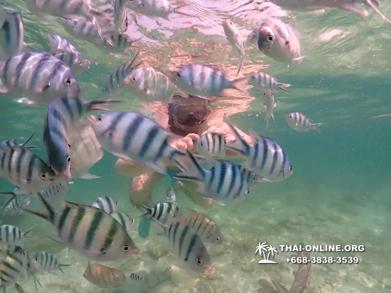 Underwater Odyssey snorkeling tour from Pattaya Thailand photo 18290