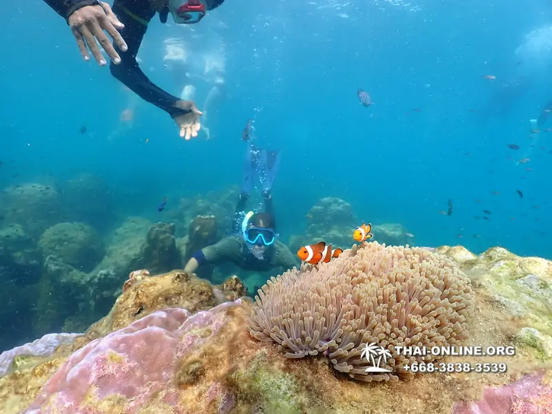 Underwater Odyssey snorkeling excursion Pattaya Thailand photo 11558