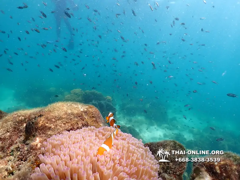 Underwater Odyssey snorkeling excursion Pattaya Thailand photo 14743