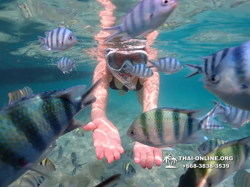 Underwater Odyssey snorkeling excursion Pattaya Thailand photo 14213