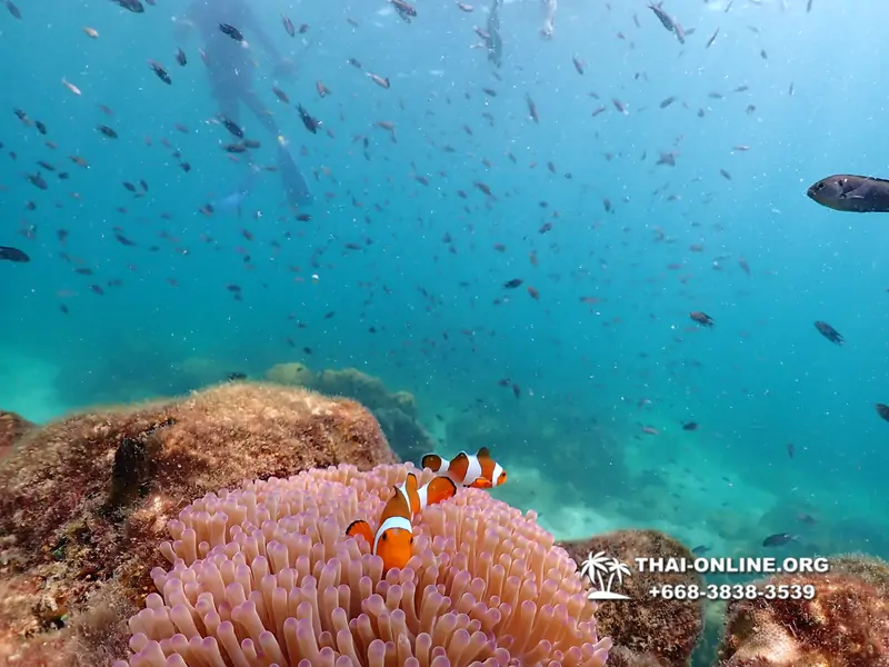 Underwater Odyssey snorkeling excursion Pattaya Thailand photo 14788