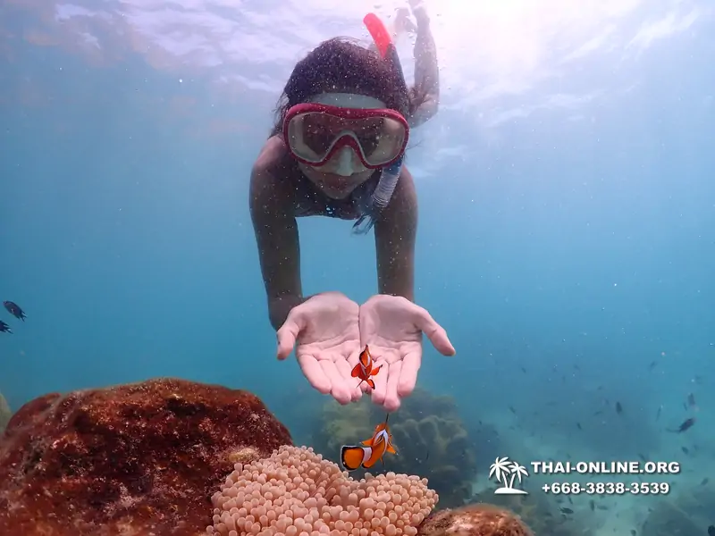 Pattaya snorkeling tour Underwater Odyssey at Samae San Archipelago in Thailand - photo 5