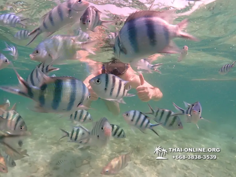 Underwater Odyssey snorkeling tour from Pattaya Thailand photo 18432