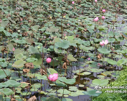 Wat Yan excursion book online +668-3838-3539 in Pattaya photo 5283