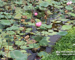 Wat Yan excursion book online +668-3838-3539 in Pattaya photo 5533