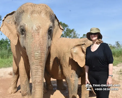 Elephant Jungle Sanctuary excursion in Pattaya Thailand - photo 488