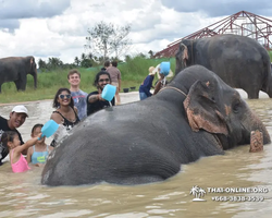 Elephant Jungle Sanctuary excursion in Pattaya Thailand - photo 634