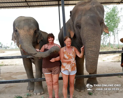 Elephant Jungle Sanctuary excursion in Pattaya Thailand - photo 581