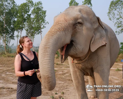 Elephant Jungle Sanctuary excursion in Pattaya Thailand - photo 358