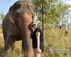 Elephant Jungle Sanctuary excursion in Pattaya Thailand - photo 18