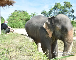 Elephant Jungle Sanctuary excursion in Pattaya Thailand - photo 116