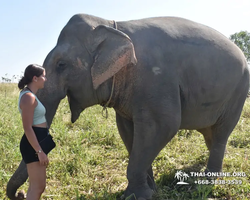 Elephant Jungle Sanctuary excursion in Pattaya Thailand - photo 330