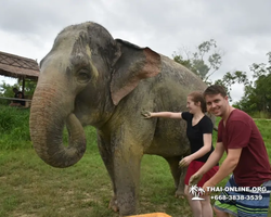 Elephant Jungle Sanctuary excursion in Pattaya Thailand - photo 879