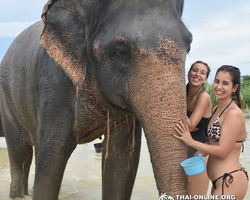 Elephant Jungle Sanctuary excursion in Pattaya Thailand - photo 276