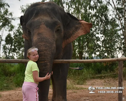 Elephant Jungle Sanctuary excursion in Pattaya Thailand - photo 110