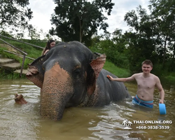 Elephant Jungle Sanctuary excursion in Pattaya Thailand - photo 308