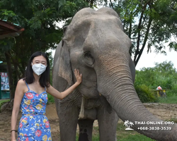 Elephant Jungle Sanctuary excursion in Pattaya Thailand - photo 485