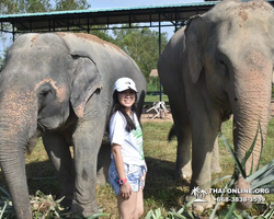 Elephant Jungle Sanctuary excursion in Pattaya Thailand - photo 196