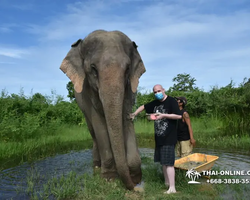 Elephant Jungle Sanctuary excursion in Pattaya Thailand - photo 852