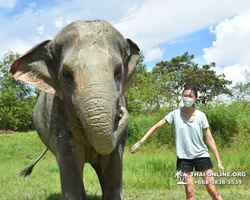 Elephant Jungle Sanctuary excursion in Pattaya Thailand - photo 282