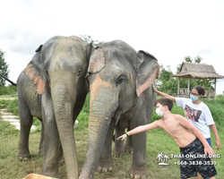 Elephant Jungle Sanctuary excursion in Pattaya Thailand - photo 807