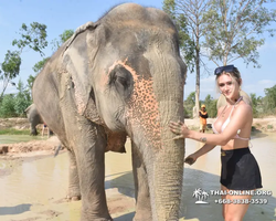 Elephant Jungle Sanctuary excursion in Pattaya Thailand - photo 303