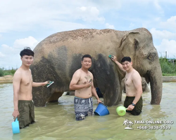 Elephant Jungle Sanctuary excursion in Pattaya Thailand - photo 941