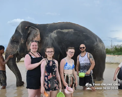 Elephant Jungle Sanctuary excursion in Pattaya Thailand - photo 1038