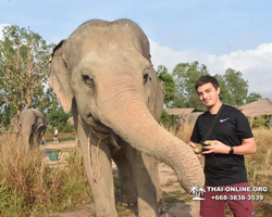 Elephant Jungle Sanctuary excursion in Pattaya Thailand - photo 348