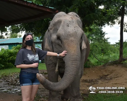 Elephant Jungle Sanctuary excursion in Pattaya Thailand - photo 619