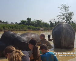 Elephant Jungle Sanctuary excursion in Pattaya Thailand - photo 831