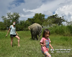 Elephant Jungle Sanctuary excursion in Pattaya Thailand - photo 412