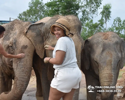 Elephant Jungle Sanctuary excursion in Pattaya Thailand - photo 343