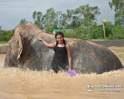 Elephant Jungle Sanctuary excursion in Pattaya Thailand - photo 667