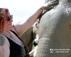 Elephant Jungle Sanctuary excursion in Pattaya Thailand - photo 804