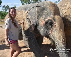 Elephant Jungle Sanctuary excursion in Pattaya Thailand - photo 66