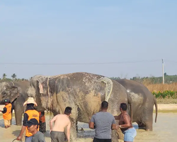 Elephant Jungle Sanctuary excursion in Pattaya Thailand - photo 1099