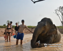 Elephant Jungle Sanctuary excursion in Pattaya Thailand - photo 1089