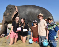 Elephant Jungle Sanctuary excursion in Pattaya Thailand - photo 652