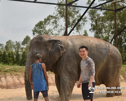 Elephant Jungle Sanctuary excursion in Pattaya Thailand - photo 255