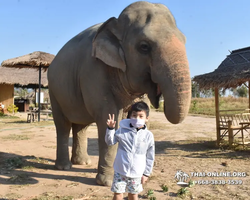 Elephant Jungle Sanctuary excursion in Pattaya Thailand - photo 584